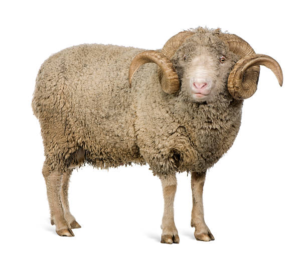 istock Front view of Arles Merino sheep, standing 102716811