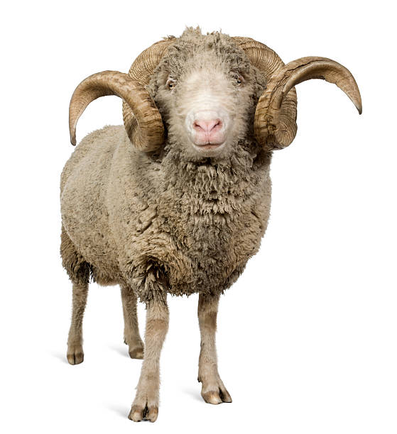 istock Front view of Arles Merino sheep, standing. 102716827
