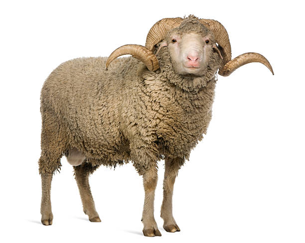 Front view of Arles Merino sheep, ram, standing.  ram stock pictures, royalty-free photos & images