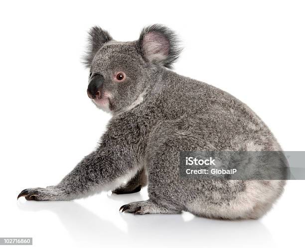 Rückansicht Des Junge Koala Sitzen Und Schaut Zurück Stockfoto und mehr Bilder von Koala