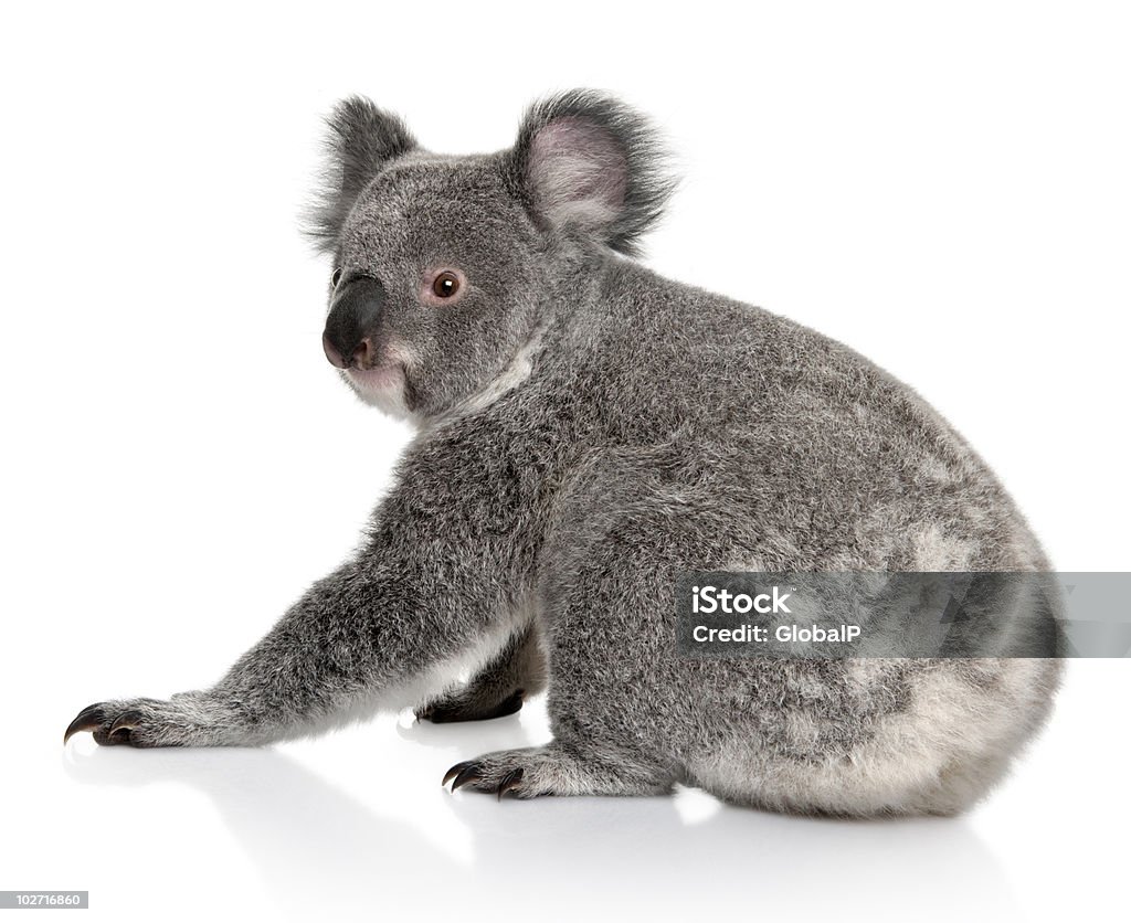 Rear view of Young koala, sitting and looking back  Koala Stock Photo