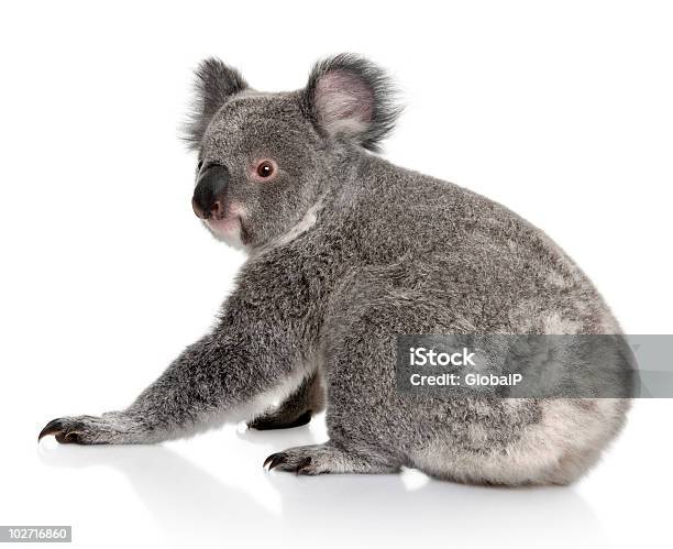 Rear View Of Young Koala Sitting And Looking Back Stock Photo - Download Image Now - Koala, White Background, Cut Out