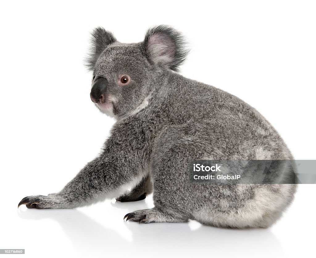 Vista traseira do jovem coala, sentado e olhando para trás - Foto de stock de Coala royalty-free