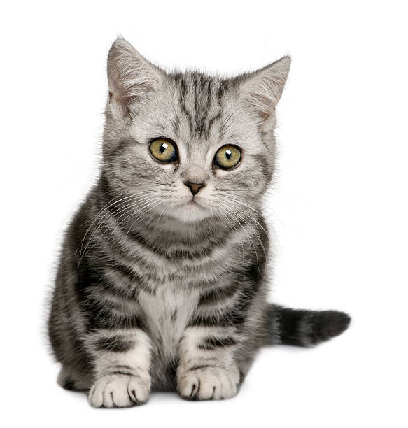 istock Front view of British Shorthair kitten, sitting. 102716863