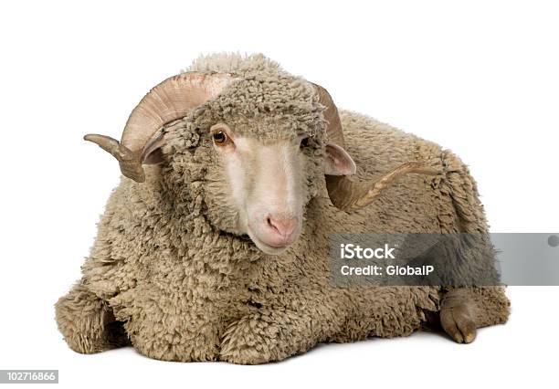 Photo libre de droit de Mouton De Mérinos Darles Ram Être Étendu banque d'images et plus d'images libres de droit de Mouton mérinos - Mouton mérinos, Être étendu, Agneau - Animal