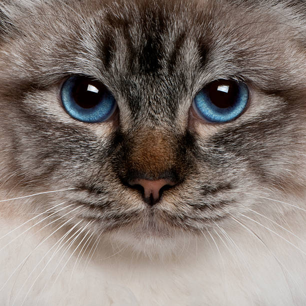 A face of a sad Holy Birman cat