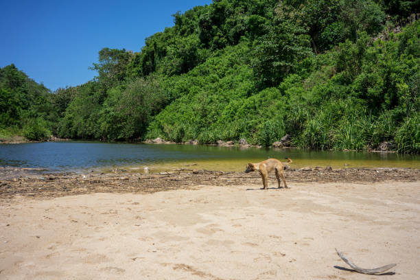 istock stray dog on polluted beach walking in sand 1027169180