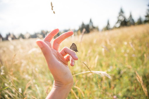 Brown Butterfly on Woman Hand on a Sunny Summer Day with Fields in the Background