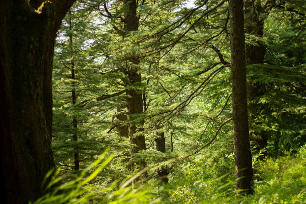 istock Green pinetree jungle forest with sunny light. 1027169454