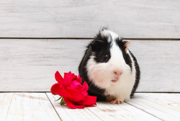 istock Little guinea pig on white background 1027170188