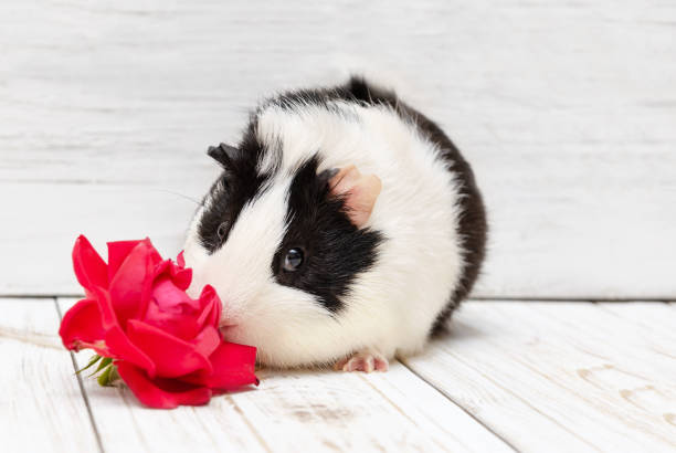 istock Little guinea pig on white background 1027171284