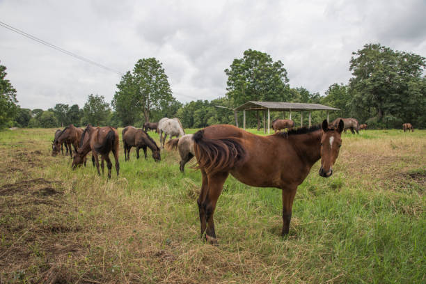 istock horses on the farm 1027174488