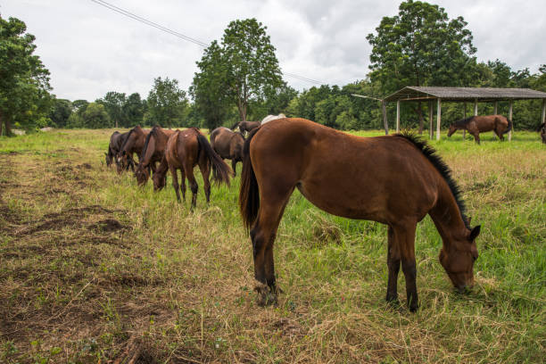istock horses on the farm 1027174496