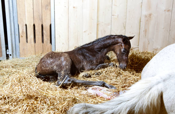istock Foal birth in the horse stable 1027175910