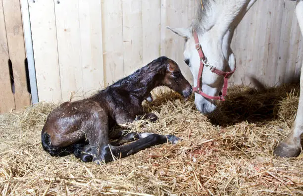 a brown foal is born in a horse box and lies in the straw