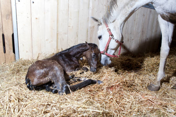 istock Foal birth in the horse stable 1027179294