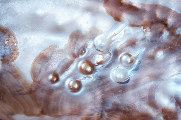 XXXL photo of pearls with very selective focus on a bed of white feathers.  High Key.