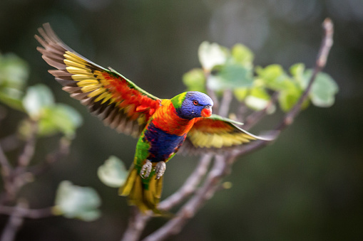 Colourful Rainbow Lorikeet comes in for landing with wings spread wide