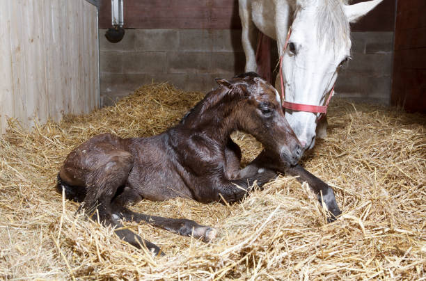 Foal birth in the horse stable a brown foal is born in a horse box and lies in the straw colts stock pictures, royalty-free photos & images