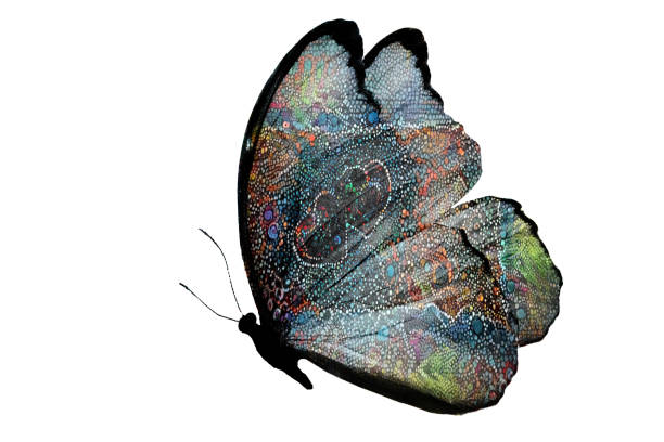 beautiful multicolored butterfly isolated on white background
