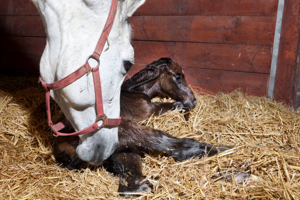 istock Foal birth in the horse stable 1027185886