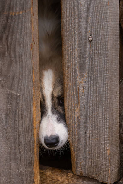 istock cute poppy door 1027186056