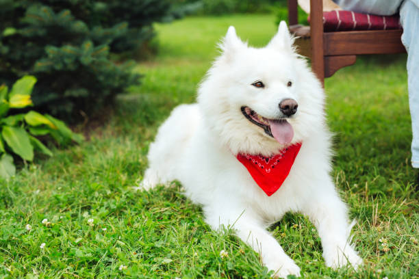 istock Cute dark-eyed white husky sitting on green grass 1027186068