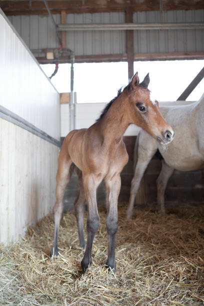 istock Foal birth in the horse stable 1027186332