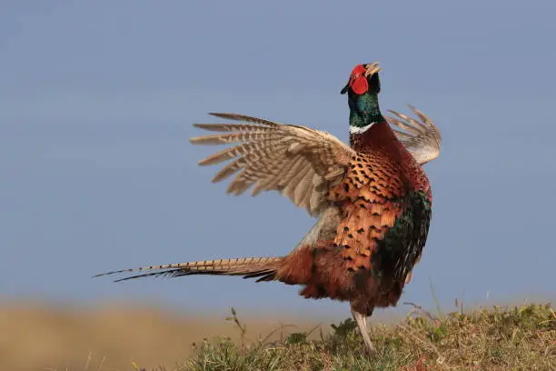 common pheasant (Phasianus colchicus) Holland