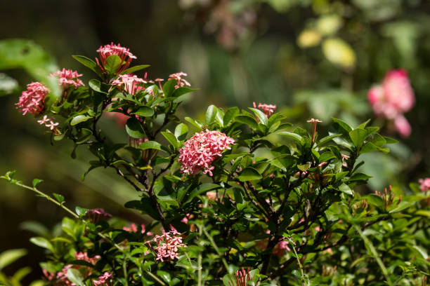 istock Close up of Small Pink  Ixora flower 1027190088