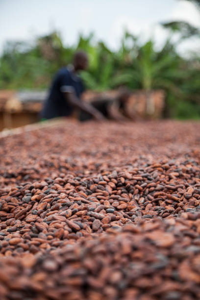 Cacao stock photo