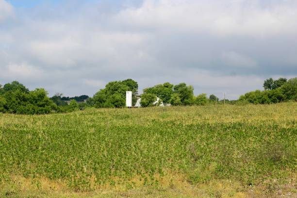 istock Sunflowers on the Farmland 1027190648