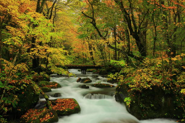 oirase flux de feuilles d’automne - parc national de towada hachimantai photos et images de collection