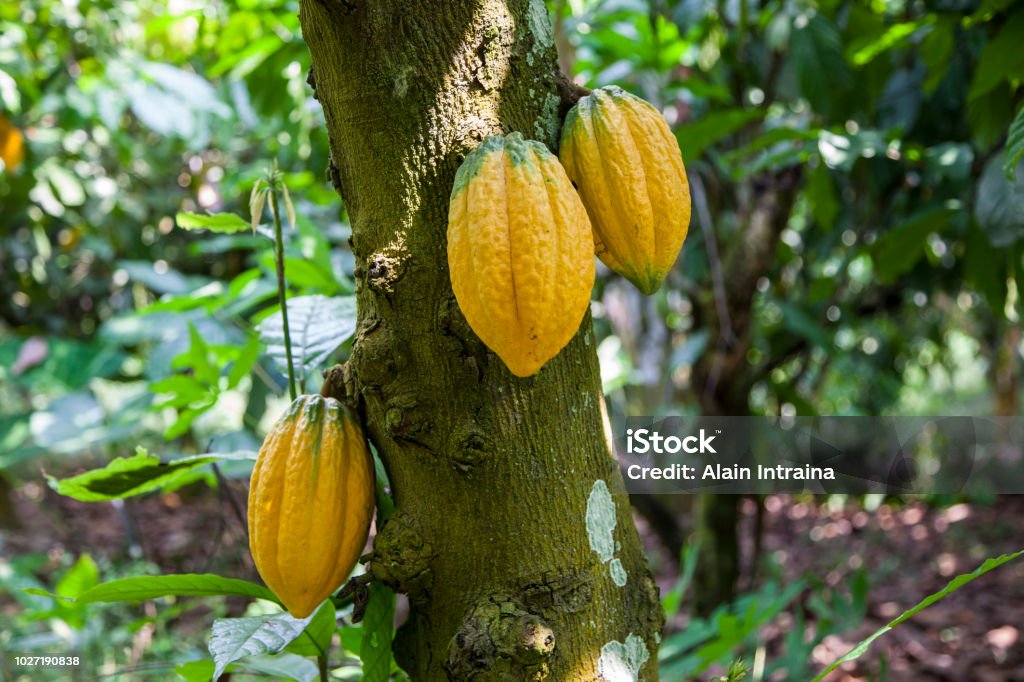 Cacao Cultivation and harvesting Cacao Fruit Stock Photo