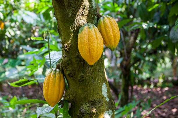 Cacao stock photo