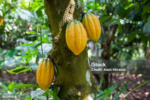 Cacao Stock Photo - Download Image Now - Cacao Fruit, Ghana, Farmer