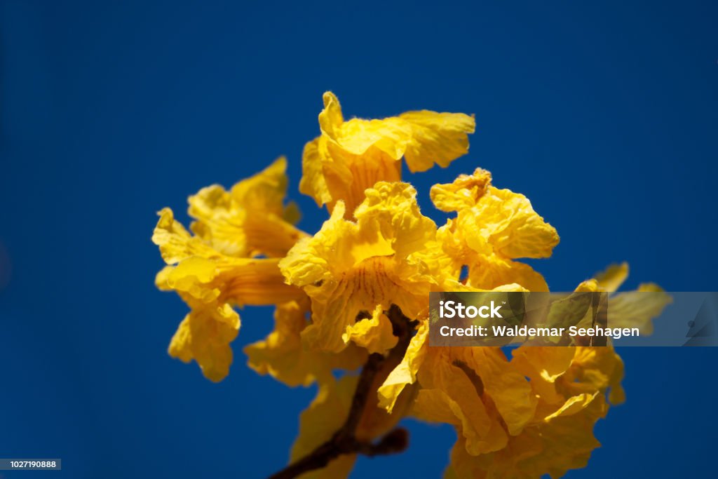 Flores Del Árbol Trompeta Dorada Contra El Cielo Azul Concepto De Colores  Complementarios Foto de stock y más banco de imágenes de Belleza - iStock