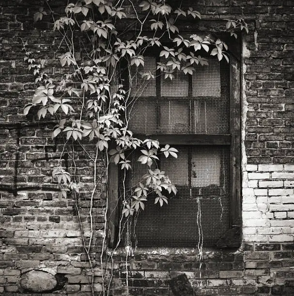 Old Building With Window and Ivy shot in back and white.