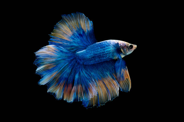 istock Betta, Siamese fighting fish, Betta splendens, pla-kad ( biting fish) Thai; Halfmoon betta isolated on black background 1027191028