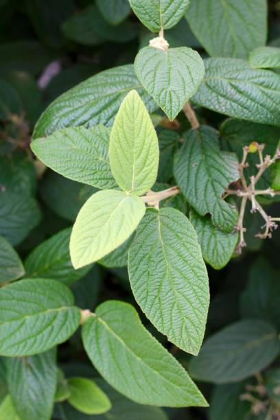istock Dark Green Summer Leaves 1027191158