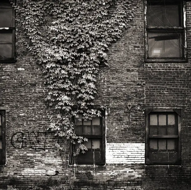 Old Building With Window and Ivy shot in back and white.