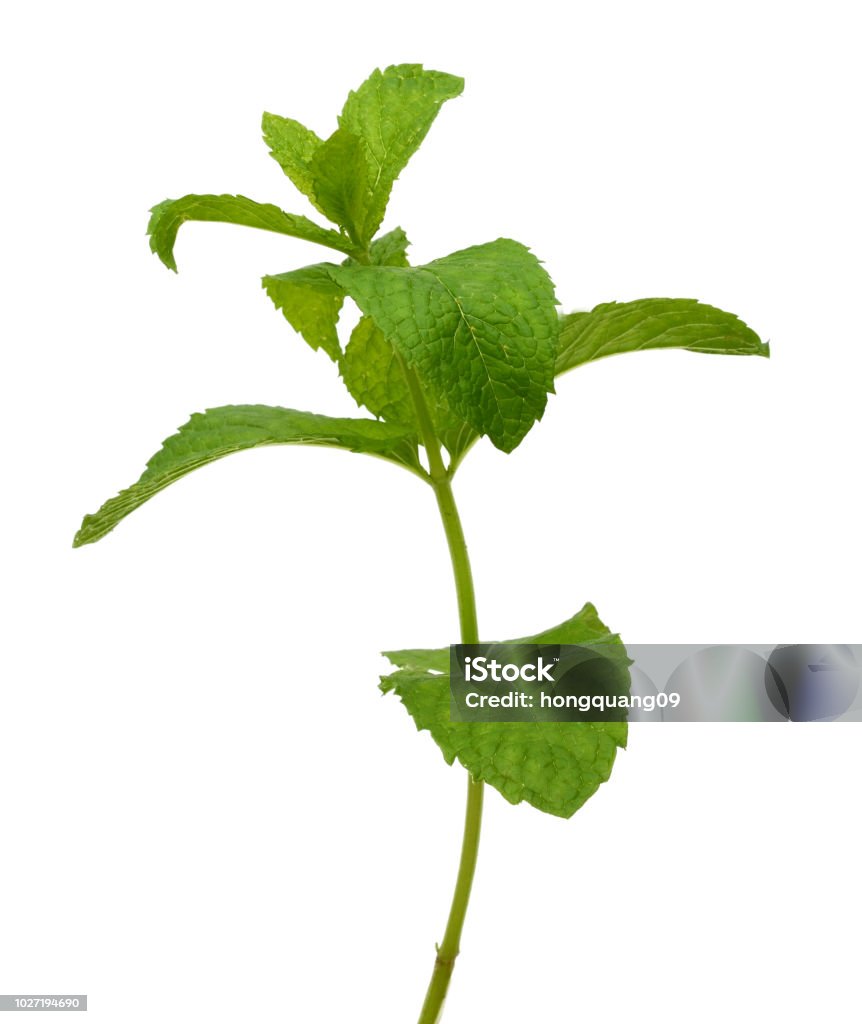 Fresh mint sprigs isolated on white background Peppermint Stock Photo