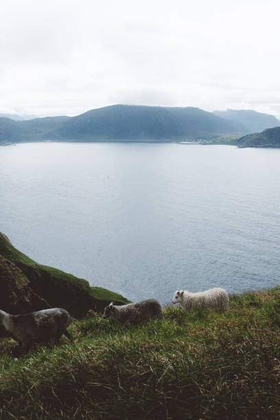 istock Sheeps walk on the meadow on the island in Norway 1027197566