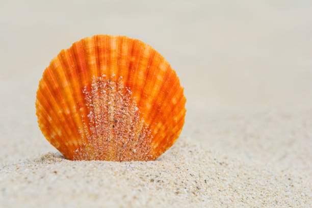 Orange scallop in the sand, close up