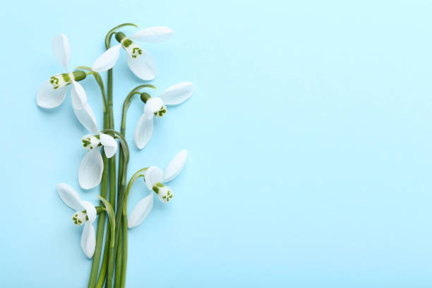 istock Bouquet of snowdrop flowers on blue background 1027198640