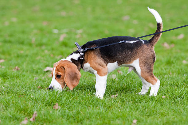 Beagle on green grass stock photo