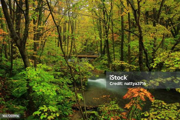 Foto de Oirase Fluxo De Folhas De Outono e mais fotos de stock de Floresta - Floresta, Riacho, Japão