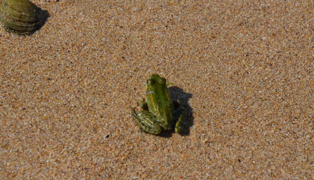 Wildlife and amphibian creatures