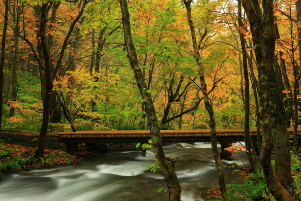 istock Oirase stream of autumn leaves 1027202824