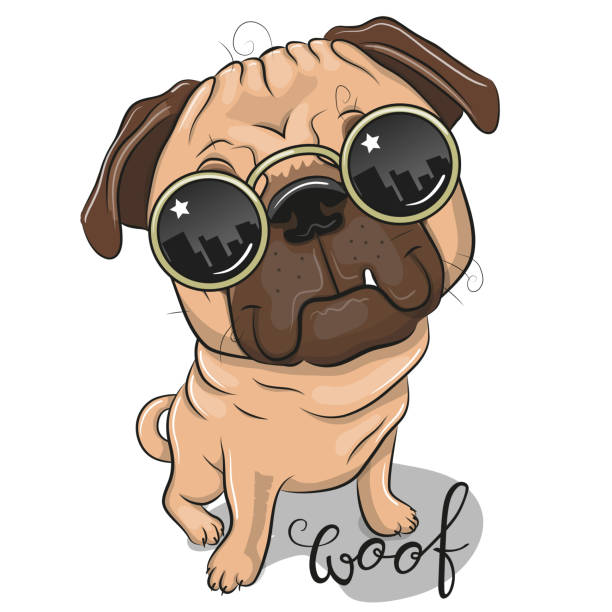 illustrations, cliparts, dessins animés et icônes de cute pug dog avec lunettes de soleil - top dog